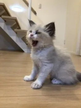 ロイmama 様のお迎えした子猫