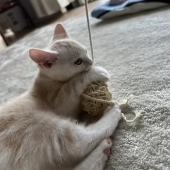 K 様のお迎えした子猫