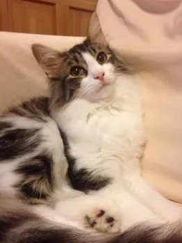 まいむ 様のお迎えした子猫