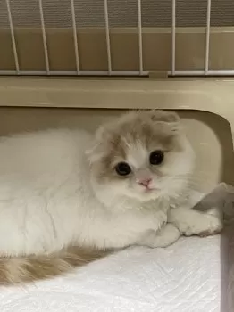 M.S 様のお迎えした子猫