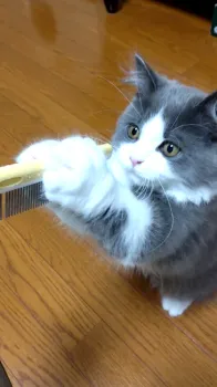 T.N 様のお迎えした子猫