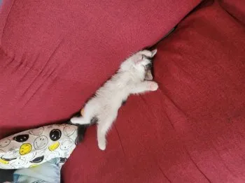 Nao 様のお迎えした子猫