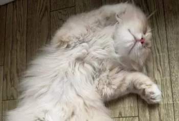 Y.Y 様のお迎えした子猫
