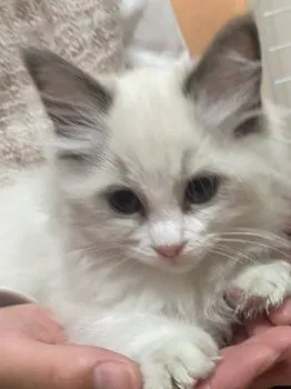 いくこ 様のお迎えした子猫