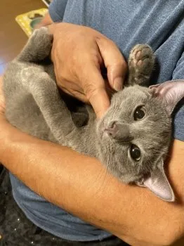K.Ｉ 様のお迎えした子猫
