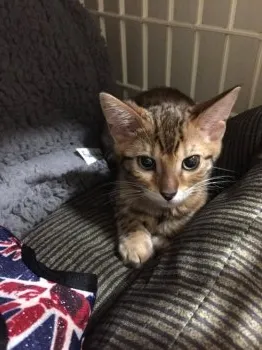 あっぷる 様のお迎えした子猫
