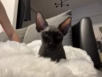 もとき 様のお迎えした子猫