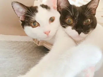 R.S 様のお迎えした子猫