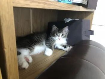 まゆゆ 様のお迎えした子猫