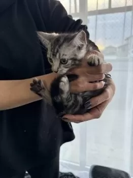 モーちゃん 様のお迎えした子猫