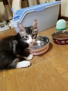 猫男 様のお迎えした子猫