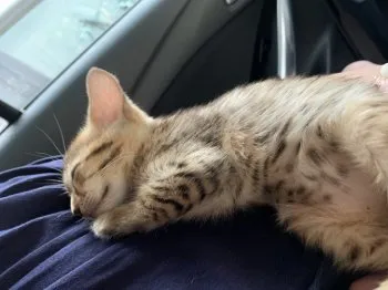らんまる 様のお迎えした子猫