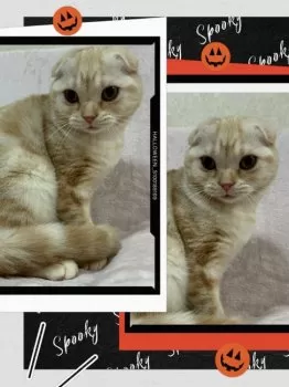 E.K 様のお迎えした子猫