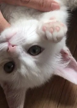 M.H 様のお迎えした子猫