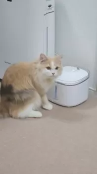ゆうき 様のお迎えした子猫