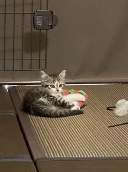 M.O 様のお迎えした子猫