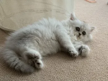 くま 様のお迎えした子猫