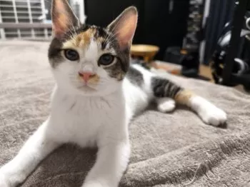 TO 様のお迎えした子猫