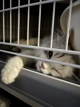 S.H 様のお迎えした子猫