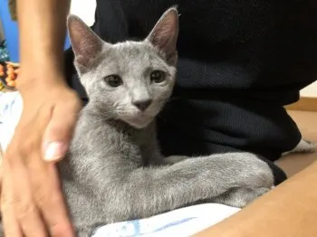 かんちゃん 様のお迎えした子猫