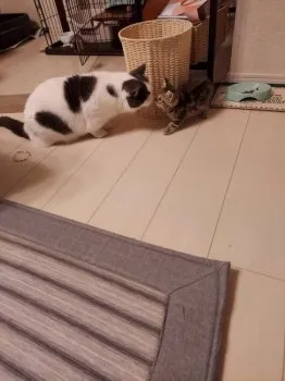 Choco 様のお迎えした子猫