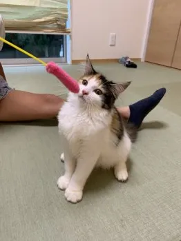 マミチョコ 様のお迎えした子猫