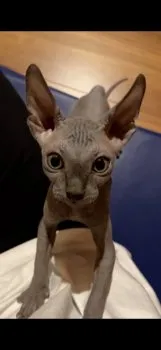 S.T900sp 様のお迎えした子猫