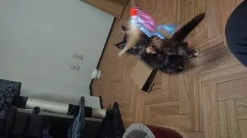 sk 様のお迎えした子猫