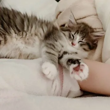 H.N 様のお迎えした子猫