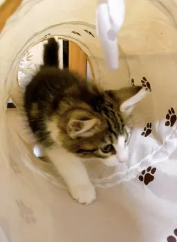 みなも 様のお迎えした子猫