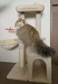 K.M 様のお迎えした子猫