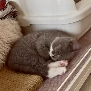 C.M 様のお迎えした子猫