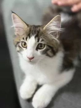 Pao 様のお迎えした子猫