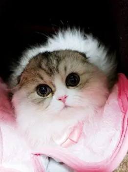 猫丸 様のお迎えした子猫