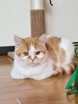 T.Ｉ 様のお迎えした子猫