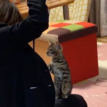 おゆっきぃ 様のお迎えした子猫