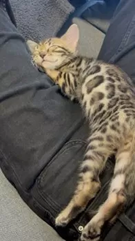 N.T 様のお迎えした子猫