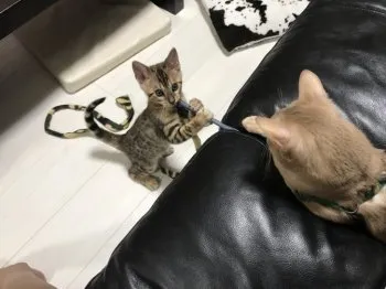 はやみき 様のお迎えした子猫