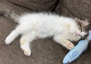 M 様のお迎えした子猫