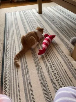 あり 様のお迎えした子猫