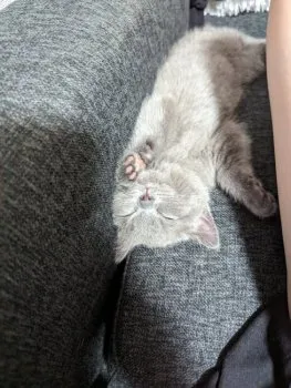 T.H 様のお迎えした子猫