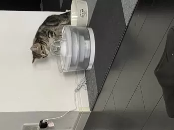 T.B 様のお迎えした子猫