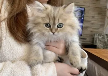 A.Y 様のお迎えした子猫