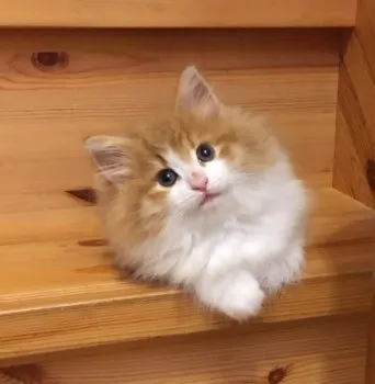 メルmama 様のお迎えした子猫