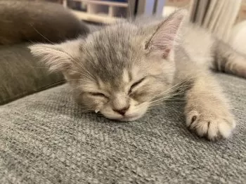 E.M 様のお迎えした子猫