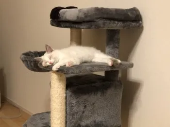 抹茶アイス 様のお迎えした子猫