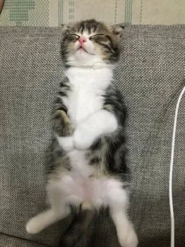 ゆうこ 様のお迎えした子猫