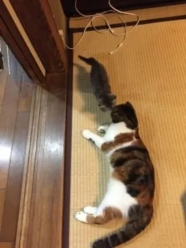 たえさん 様のお迎えした子猫