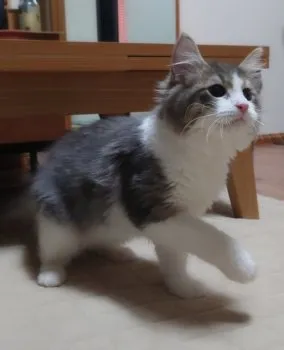 A.I 様のお迎えした子猫