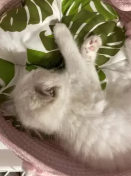T.T 様のお迎えした子猫